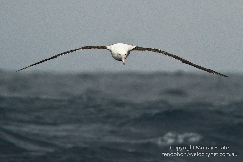 Wandering Albatross, Drake Passage