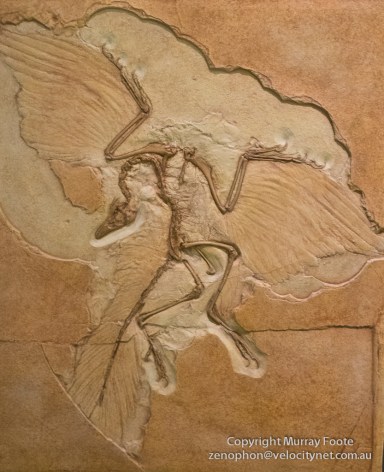 Archaeopterix fossil