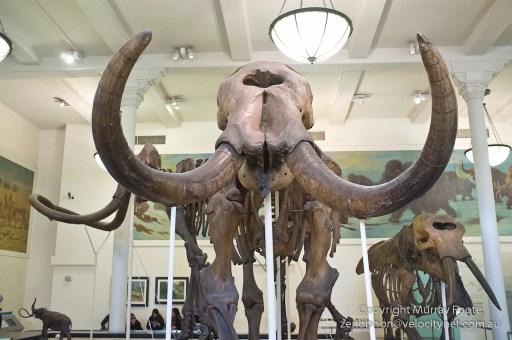 Mammut americanum (mastadon) 11 thousand years ago