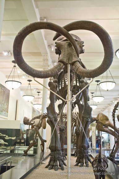 Mammuthus primigenius (wooly mammoth), 21,000 years ago
