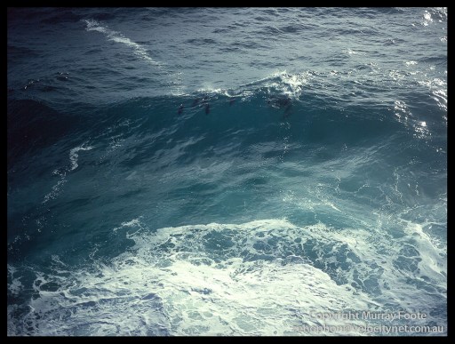 Double-Island-Point-Dolphins-1