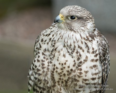 Gyr Falcon