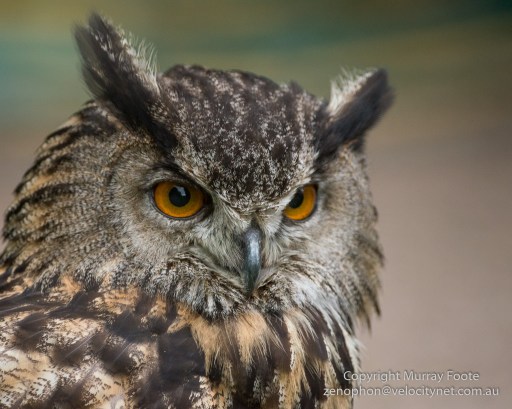 Bengal Eagle Owl