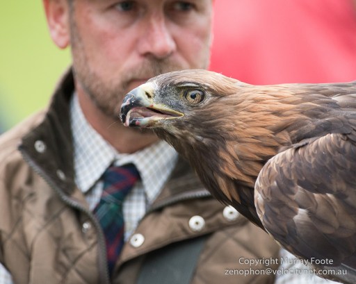 Golden Eagle