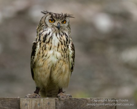 European Eagle Owl