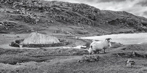 Bostadh Iron Age House amd ovine caretakers