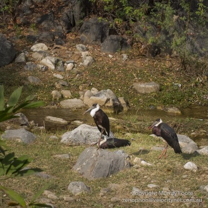 Woolly-necked storks