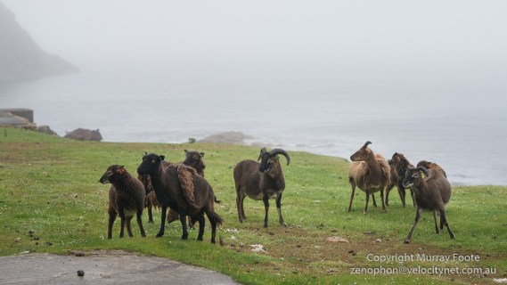 Hebrides, Landscape, Photography, Scotland, Soay sheep, St Kilda, Travel, Seascape, Wildlife
