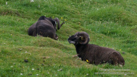 Hebrides, History, Landscape, Photography, Scotland, Soay sheep, St Kilda, Travel