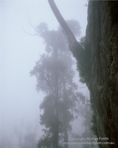 Mt Haughton Tree on Cliff in Fog 6 A3+