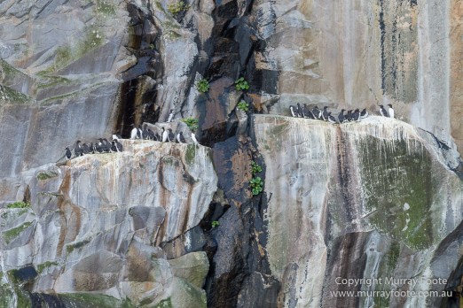 Guillemots, Hebrides, History, Landscape, Nature, Photography, Scotland, seascape, St Kilda, Travel