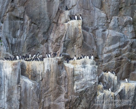 Guillemots, Hebrides, History, Landscape, Nature, Photography, Scotland, seascape, St Kilda, Travel