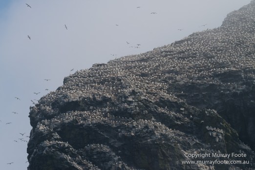 Hebrides, Landscape, Nature, Photography, Scotland, seascape, St Kilda, Travel, Wildlife