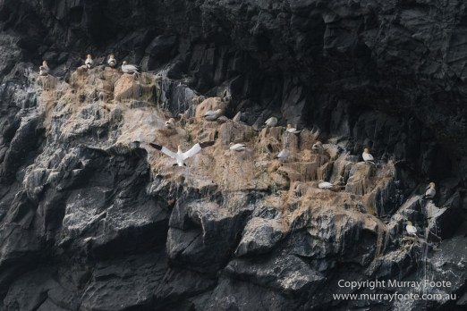 Hebrides, Landscape, Nature, Photography, Scotland, seascape, St Kilda, Travel, Wildlife