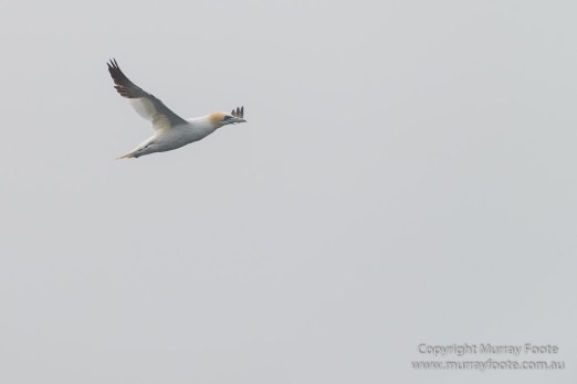 Hebrides, Landscape, Nature, Photography, Scotland, seascape, St Kilda, Travel, Wildlife