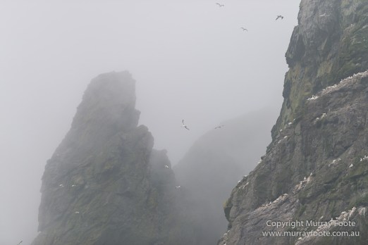 gannets, Hebrides, History, Landscape, Nature, Photography, Scotland, seascape, St Kilda, Travel, Wildlife