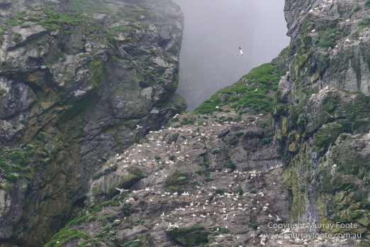 gannets, Hebrides, History, Landscape, Nature, Photography, Scotland, seascape, St Kilda, Travel, Wildlife