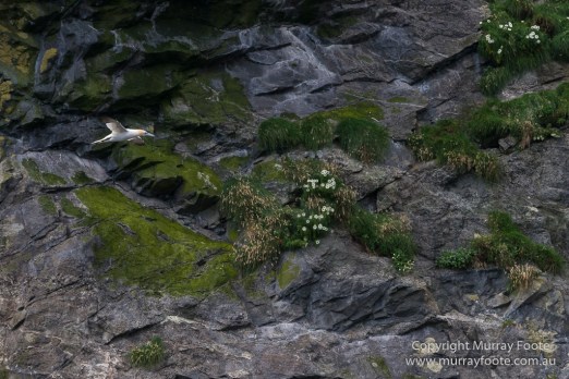 gannets, Hebrides, History, Landscape, Nature, Photography, Scotland, seascape, St Kilda, Travel, Wildlife