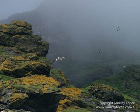gannets, Hebrides, History, Landscape, Nature, Photography, Scotland, seascape, St Kilda, Travel, Wildlife