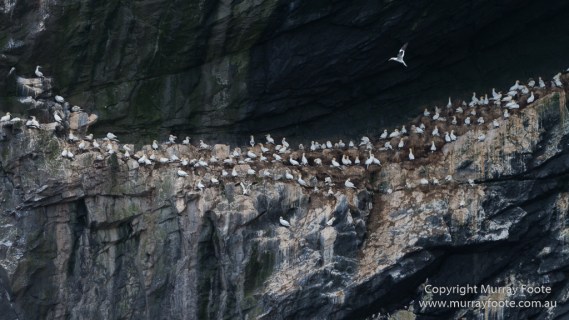 gannets, Hebrides, History, Landscape, Nature, Photography, Scotland, seascape, St Kilda, Travel, Wildlife