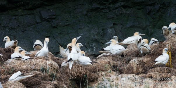 gannets, Hebrides, History, Landscape, Nature, Photography, Scotland, seascape, St Kilda, Travel, Wildlife