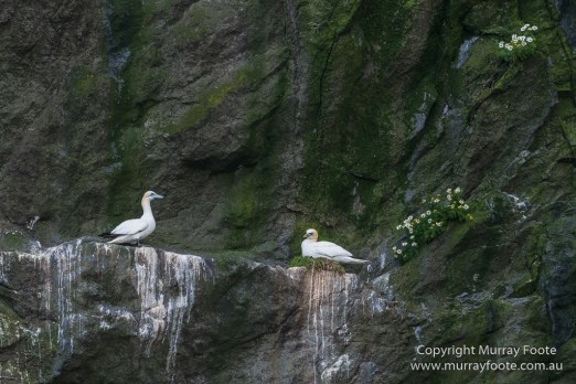 gannets, Hebrides, History, Landscape, Nature, Photography, Scotland, seascape, St Kilda, Travel, Wildlife