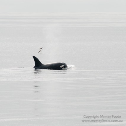 Hebrides, Nature, Photography, Scotland, seascape, Travel, Wildlife, Orcas, Killer whales