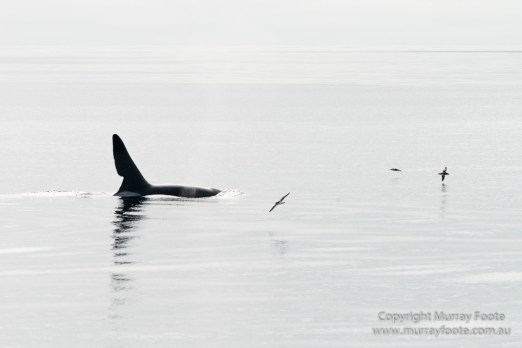 Hebrides, Nature, Photography, Scotland, seascape, Travel, Wildlife, Orcas, Killer whales