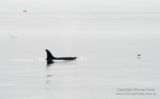 Hebrides, Nature, Photography, Scotland, seascape, Travel, Wildlife, Orcas, Killer whales