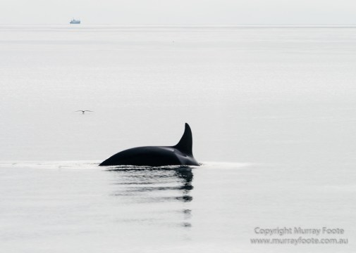 Hebrides, Nature, Photography, Scotland, seascape, Travel, Wildlife, Orcas, Killer whales