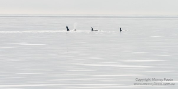 Hebrides, Nature, Photography, Scotland, seascape, Travel, Wildlife, Orcas, Killer whales