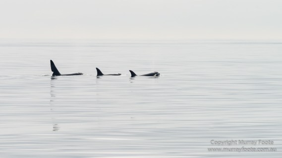 Hebrides, Nature, Photography, Scotland, seascape, Travel, Wildlife, Orcas, Killer whales