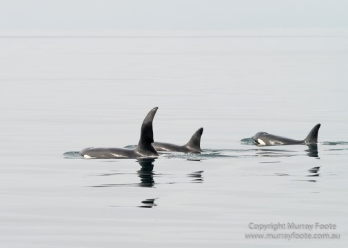 Hebrides, Nature, Photography, Scotland, seascape, Travel, Wildlife, Orcas, Killer whales