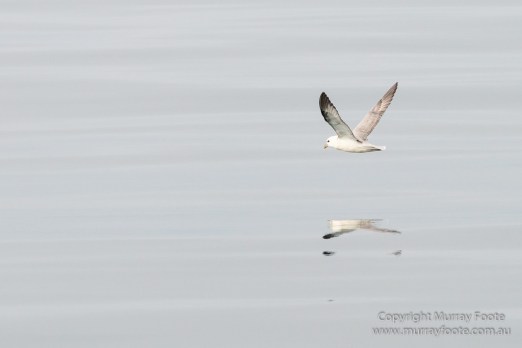 Hebrides, Nature, Photography, Scotland, seascape, Travel, Wildlife, Common gull