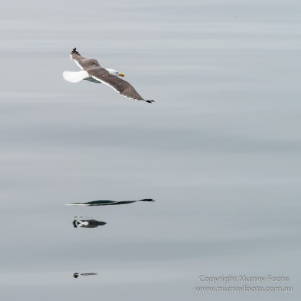 Hebrides, Nature, Photography, Scotland, seascape, Travel, Wildlife, Lesser black-backed gull