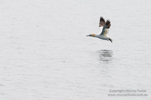 Hebrides, Nature, Photography, Scotland, seascape, Travel, Wildlife, gannet