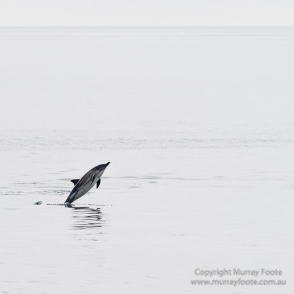 Hebrides, Nature, Photography, Scotland, seascape, Travel, Wildlife, dolphins