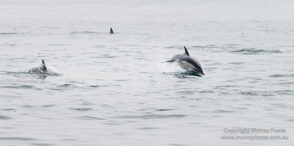 Hebrides, Nature, Photography, Scotland, seascape, Travel, Wildlife, Dolphins