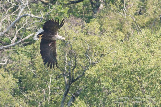 Hebrides, Lighthouses, Nature, Photography, Scotland, seascape, Travel, White-tailed Eagle