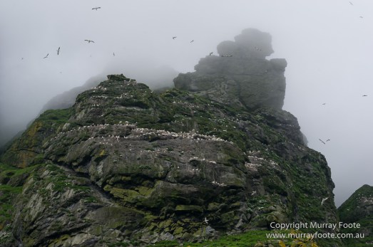 gannets, Hebrides, History, Landscape, Nature, Photography, Scotland, seascape, St Kilda, Travel, Wildlife