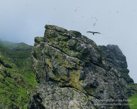gannets, Hebrides, History, Landscape, Nature, Photography, Scotland, seascape, St Kilda, Travel, Wildlife