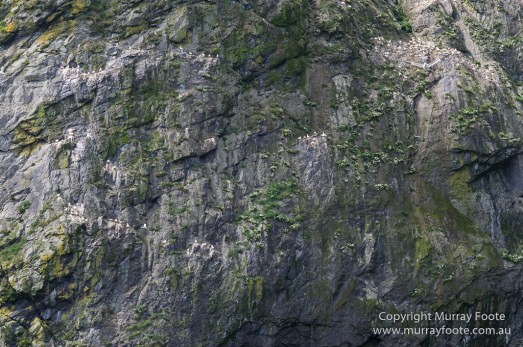 gannets, Hebrides, History, Landscape, Nature, Photography, Scotland, seascape, St Kilda, Travel, Wildlife