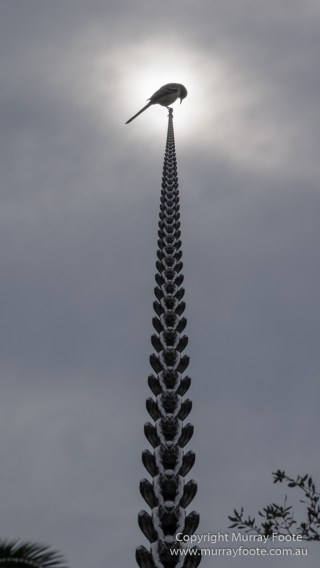  Blues, Landscape, Live Music, New Orleans, Photography, Travel, USA
