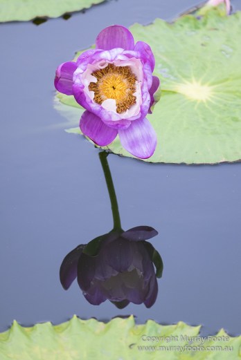  Blues, Landscape, Live Music, New Orleans, Photography, Travel, USA