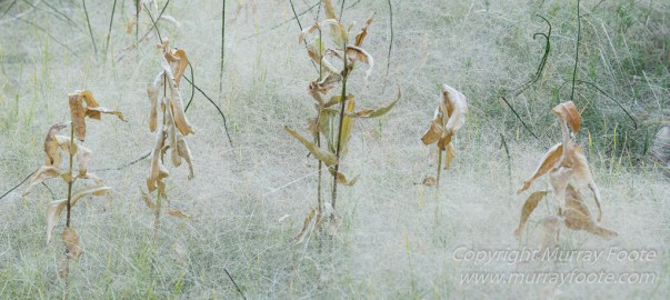 Landscape, Photography, Southwest Canyonlands, Travel, USA