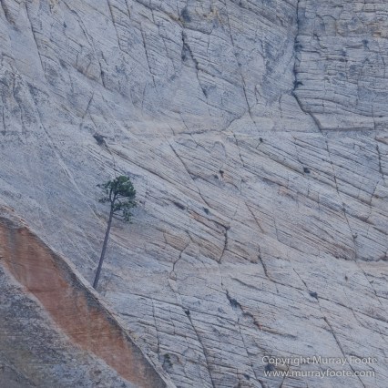 Landscape, Lava point, Photography, Southwest Canyonlands, The Narrows, Travel, USA, Utah, Wilcat Trail Head, Zion Canyon