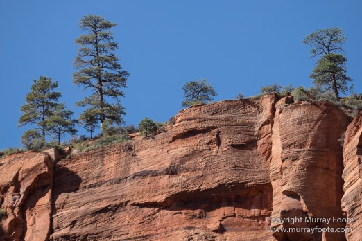 Landscape, Lava point, Photography, Southwest Canyonlands, The Narrows, Travel, USA, Utah, Wilcat Trail Head, Zion Canyon.jpg