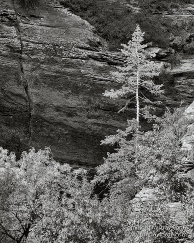 Black and White, Infrared, Landscape, Monochrome, Photography, Southwest Canyonlands, Travel, USA, Utah, Zion Canyon
