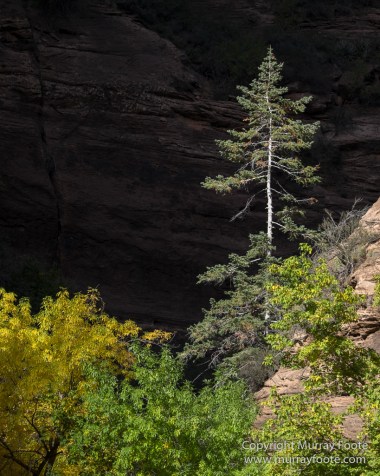 Landscape, Lava point, Photography, Southwest Canyonlands, The Narrows, Travel, USA, Utah, Wilcat Trail Head, Zion Canyon.jpg
