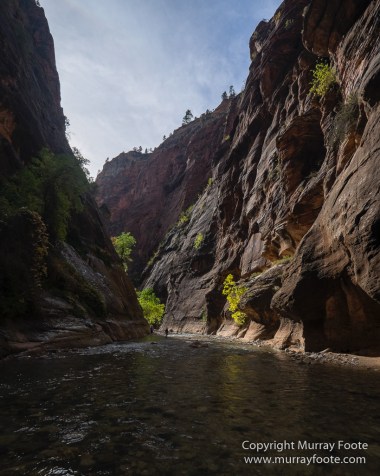 Landscape, Lava point, Photography, Southwest Canyonlands, The Narrows, Travel, USA, Utah, Wilcat Trail Head, Zion Canyon